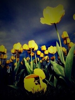 Жёлтые тюльпаны обои