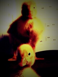 Музыкальные утята обои