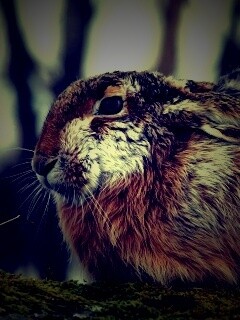 Нахохлившийся заяц-русак обои