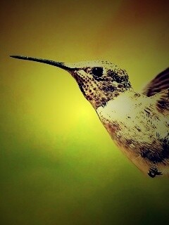 Колибри в полёте обои