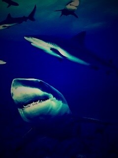 Стая акул обои