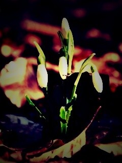 Первые весенние цветы обои