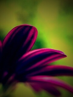 Макро фото цветка обои