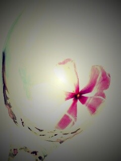 Нежный цветок в бокале на фоне голубого неба обои