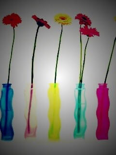 Герберы в изогнутых вазах обои