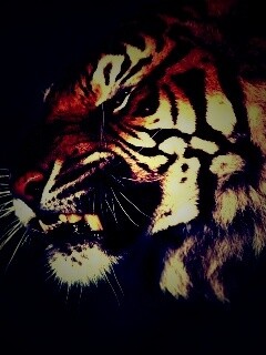 Тигриный оскал обои