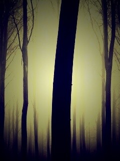 Туман в лесу обои