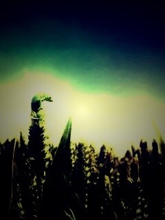 Маленький хамелеон на травинке обои