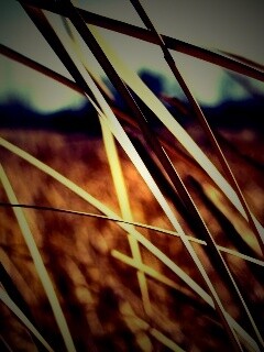 Желтая трава обои