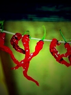 Перчики чили обои