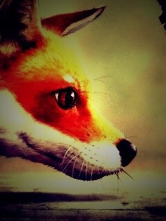 Лиса и жук обои