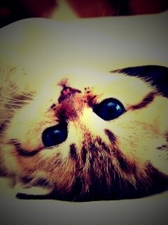 Котёнок вверх ногами обои