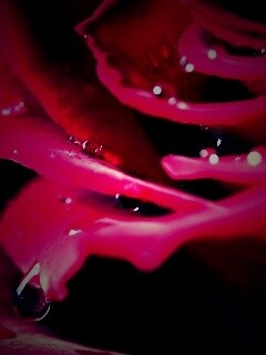Капли на лепестках розы обои