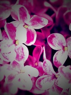 Цветы сирени обои