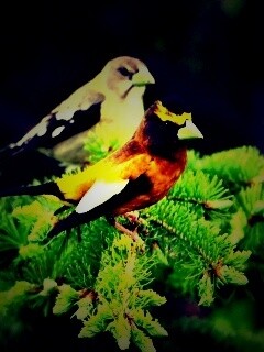 Птички с зелёными клювами обои