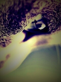 Макро фото мордашки кота обои