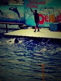 Утро в дельфинарии обои