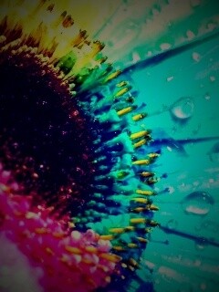 Цветик семицветик обои