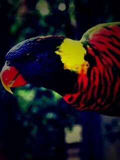 Попугай на канате обои