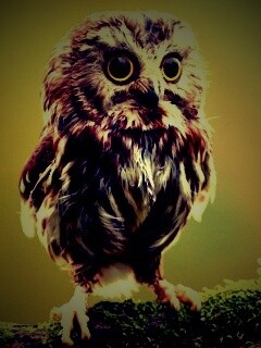 Забавный совёнок обои