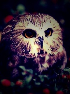 Маленькая сова в ягодах обои