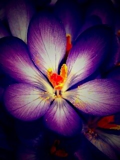 Сиреневый цветок обои