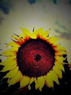 Подсолнухи обои