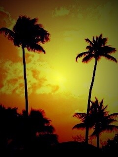 Пальмы на закате обои