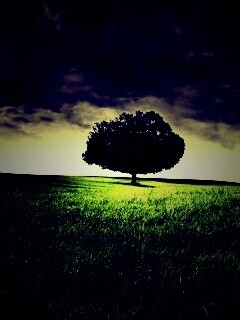 Одинокое дерево под грозовым небом обои