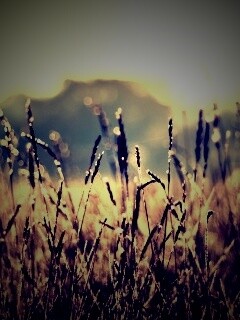 Поле пшеницы обои