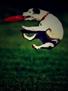 Ловкач обои