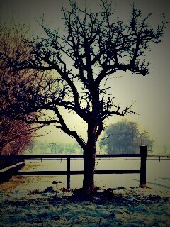 Зимний пейзаж обои