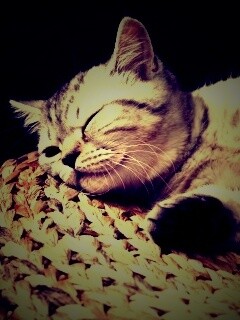 Пушистый кот спит на корзине обои