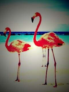 Розовые фламинго на пляже обои