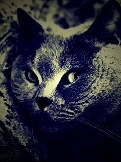 Щекастый британский котик обои