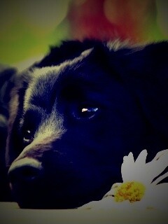 Собака с ромашкой обои