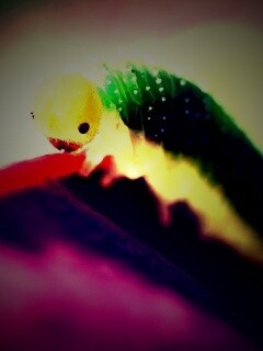 Гусеница бабочки на лепестке обои