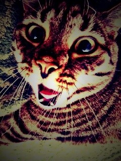 Спалившийся на ковре кошак обои