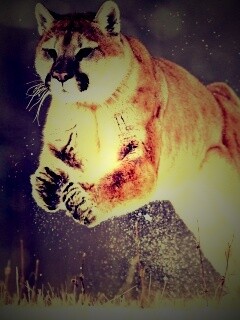 Снежная пума обои