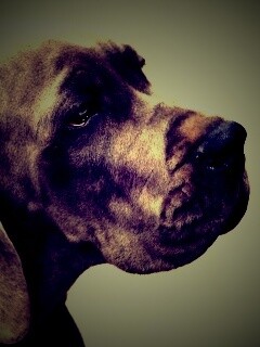 Грустная собака обои