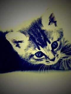 Котёнок обои