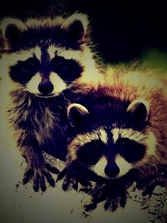 Полосатики обои