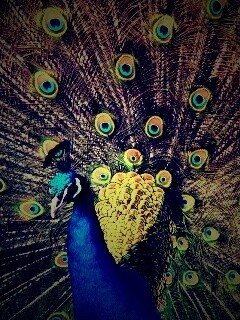 Павлин, говоришь... обои