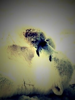 Мишка на севере обои