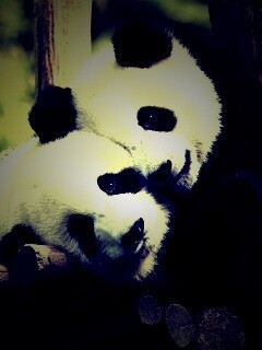 Панды обои