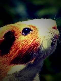 Морская свинка - романтик обои