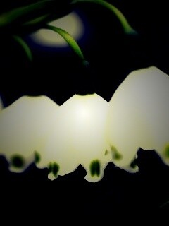 Белые ландыши обои