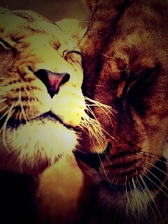 Нежные львы обои