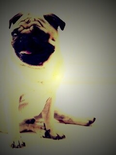 Симпатичный мопс на полу обои