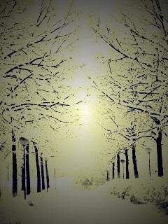 Заснеженная аллея обои